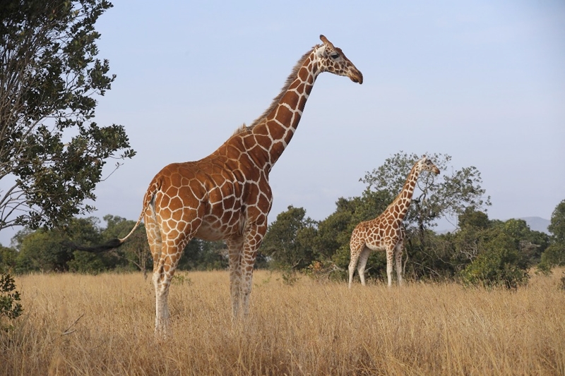 Africa safari