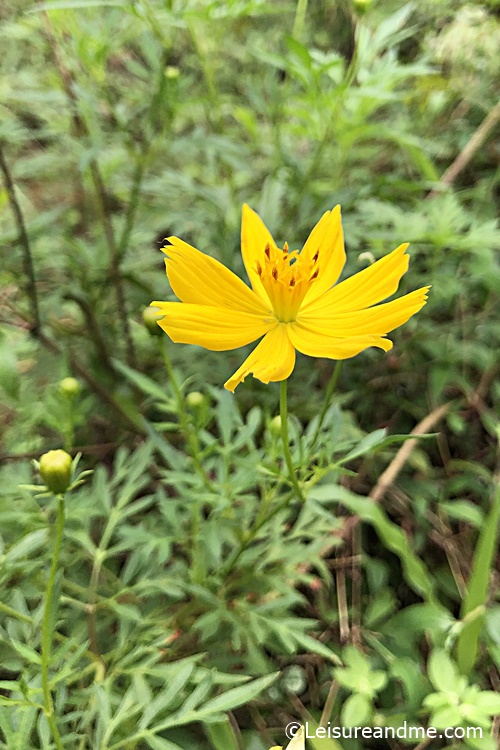 Atapethiya-flowers