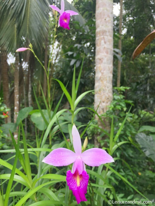 Bamboo Orchid Flowers