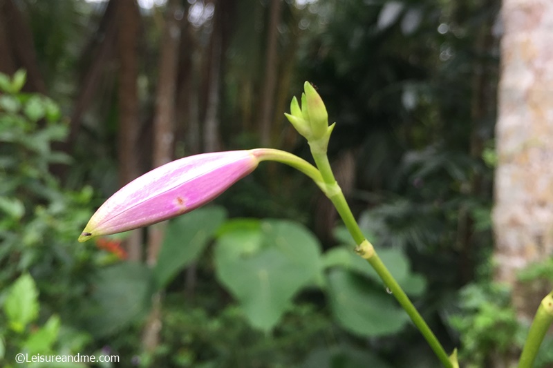 Bamboo Orchids