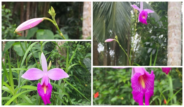 Bamboo Orchid Flowers