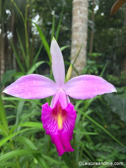 Bamboo Orchid Flowers