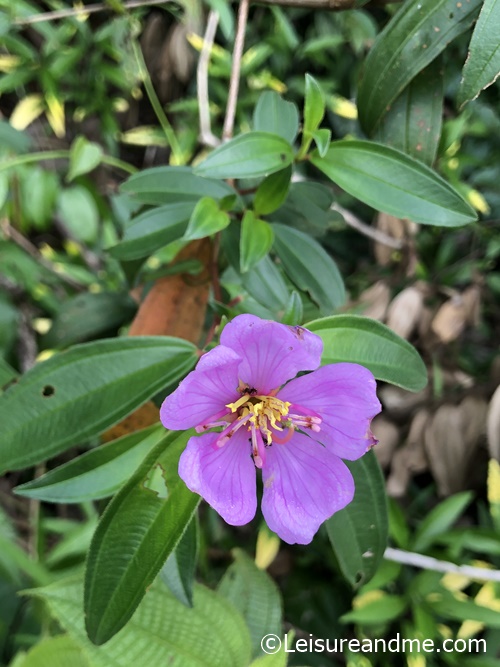 Bovitiya Flowers