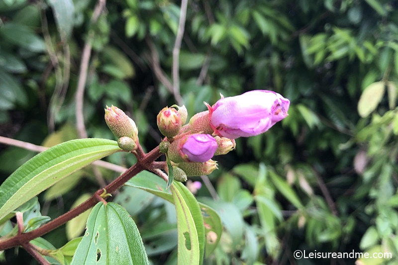 Bovitiya Flowers