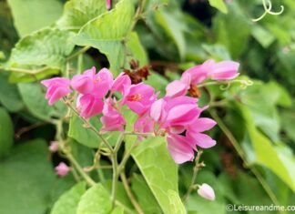 Coral Vine flowers