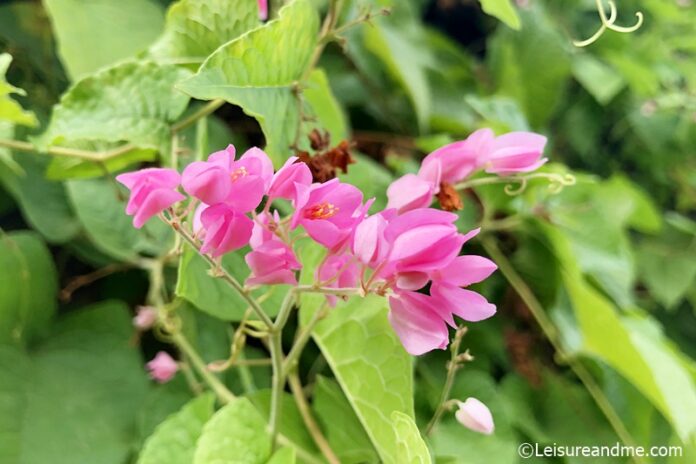 Coral Vine flowers