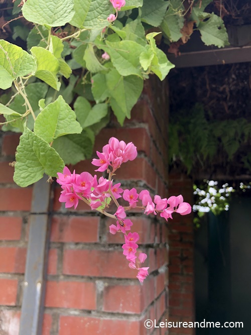 Coral Vine flowers