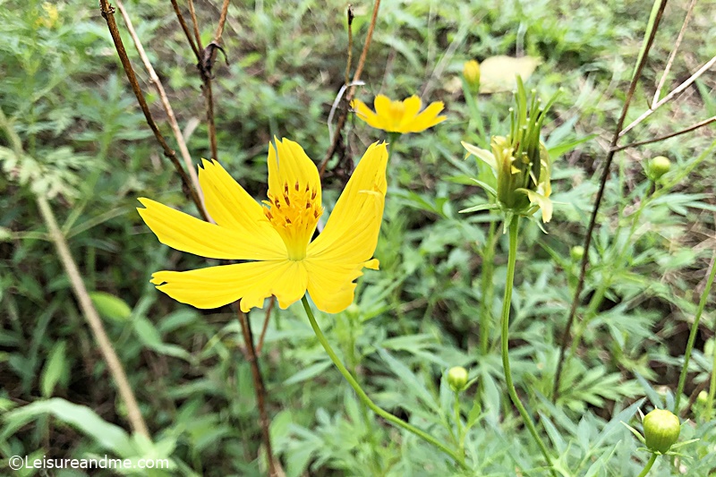 Yellow-cosmos-flowers