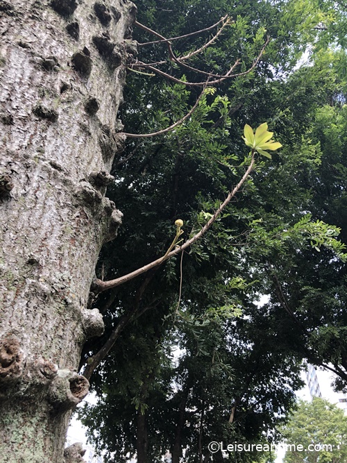 Ang Mo Kio town Garden west