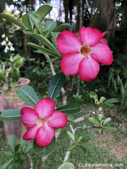 Japan Araliya Flowers