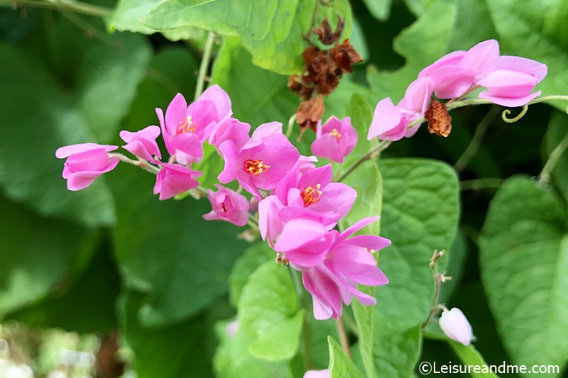 C Vine Flowers Mexican Creepers Or