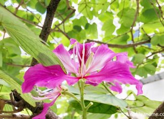 Orchid Tree Flowers