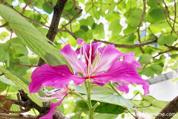 Orchid Tree Flowers