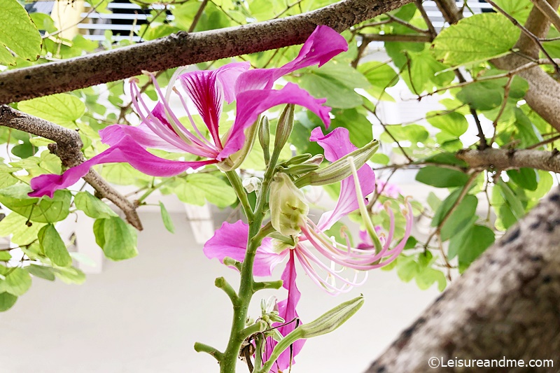 Orchid Tree Flowers