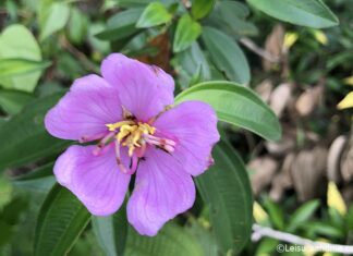 Bovitiya Flowers