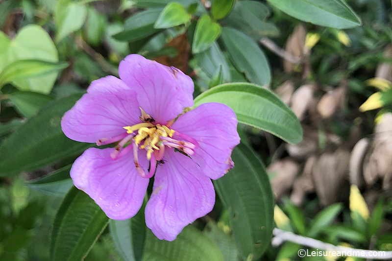 Bovitiya Flowers: Pretty in Purple - Leisure and Me