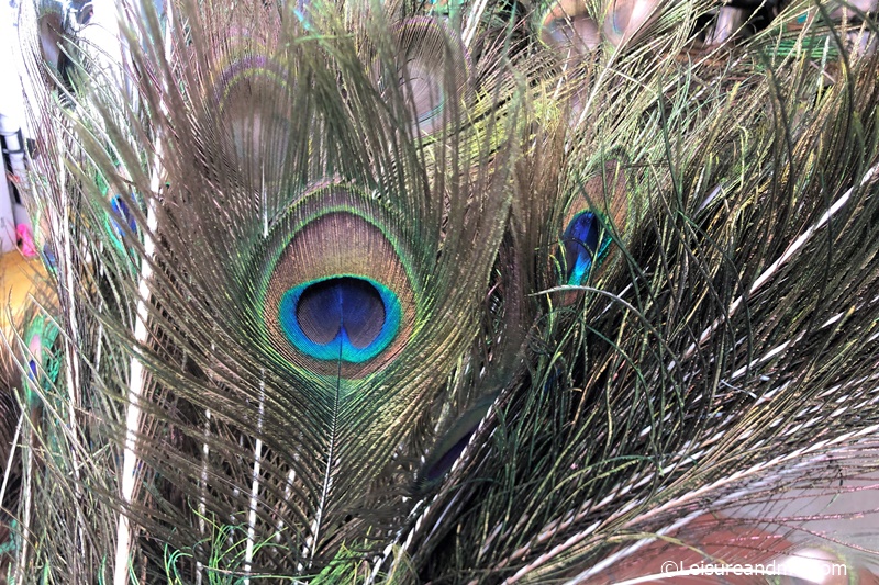 Peacock-feathers-Singapore