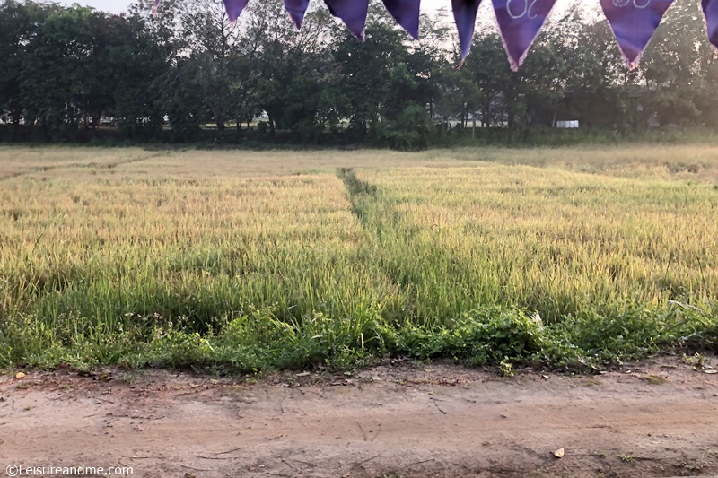 Paddy fields over Buruma Viharaya