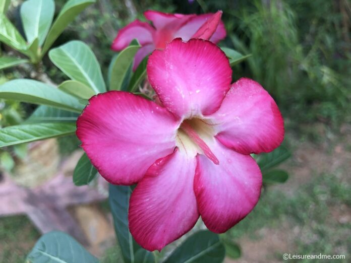 Japan Araliya Captured in Sri Lanka (Desert Rose) - Leisure and Me