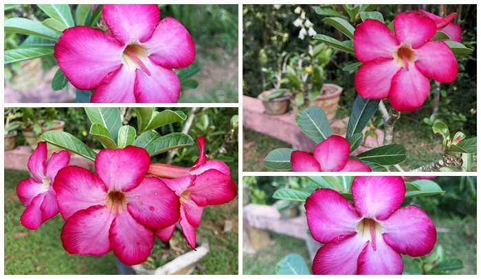 Desert Rose flowers collage