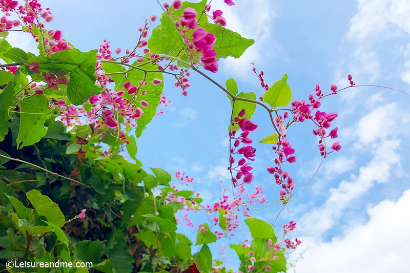 Coral Vine flowers