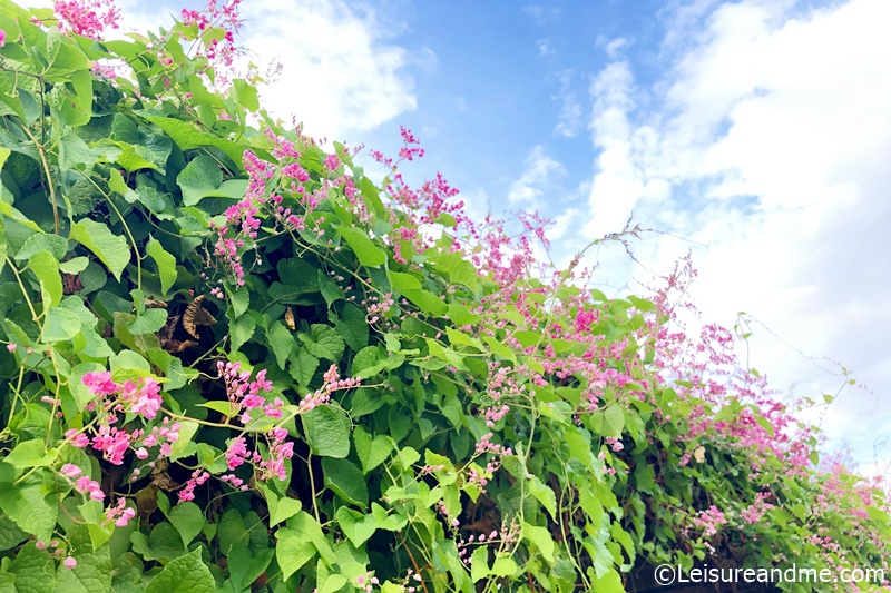 C Vine Flowers Mexican Creepers Or