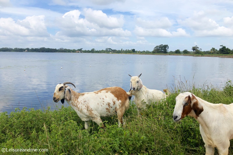 Herd of goats near Abhaya Wewa