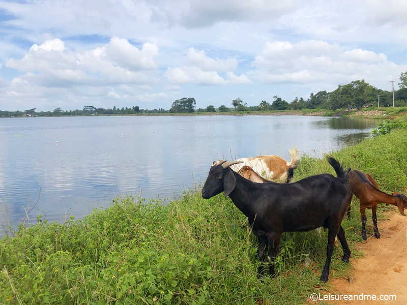 Herds of goats near Abhayavapi Sri Lanka