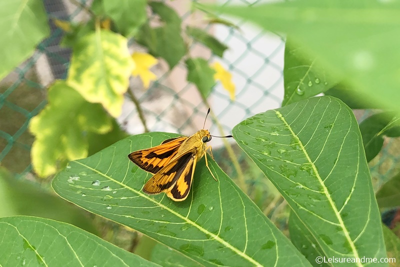 a Day in Sunny Singapore