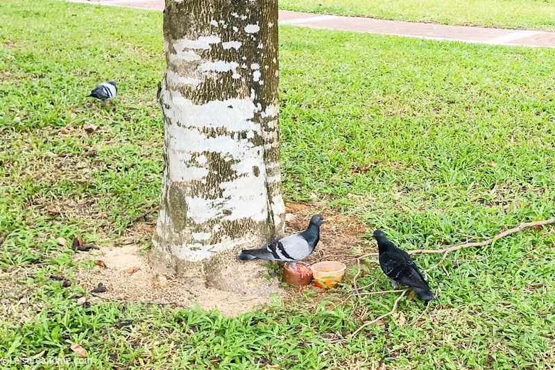 Pigeons having some food