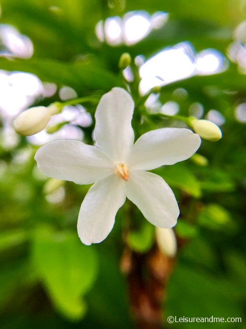 Ang Mo Kio Town Garden West