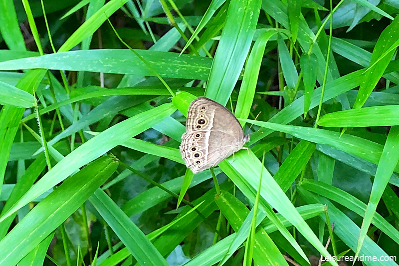 Ang-mo-kio-park-butterfly