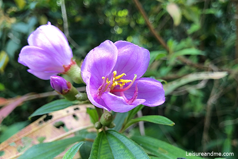 Ang-mo-kio-park-nature