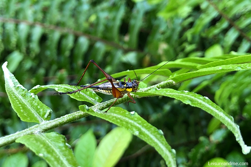 Ang-mo-kio-park-nature