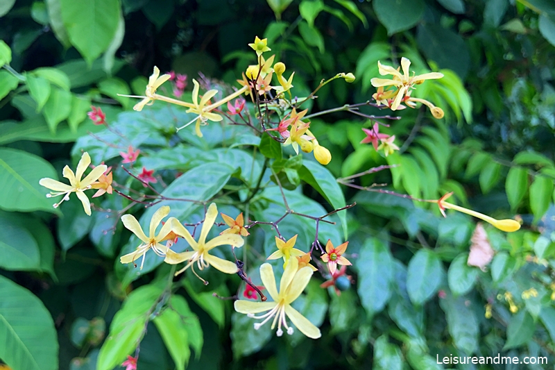 Ang-mo-kio-park-nature