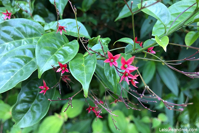 Ang-mo-kio-park-nature