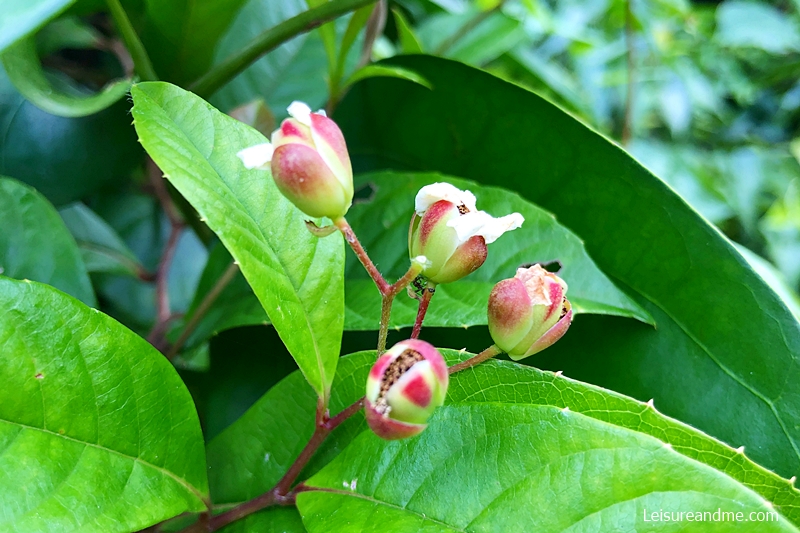 Ang-mo-kio-park-nature