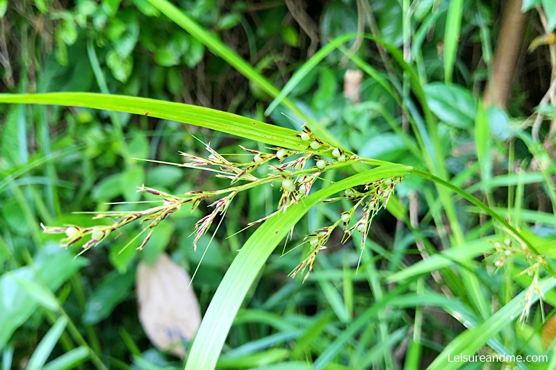 Ang-mo-kio-park-nature