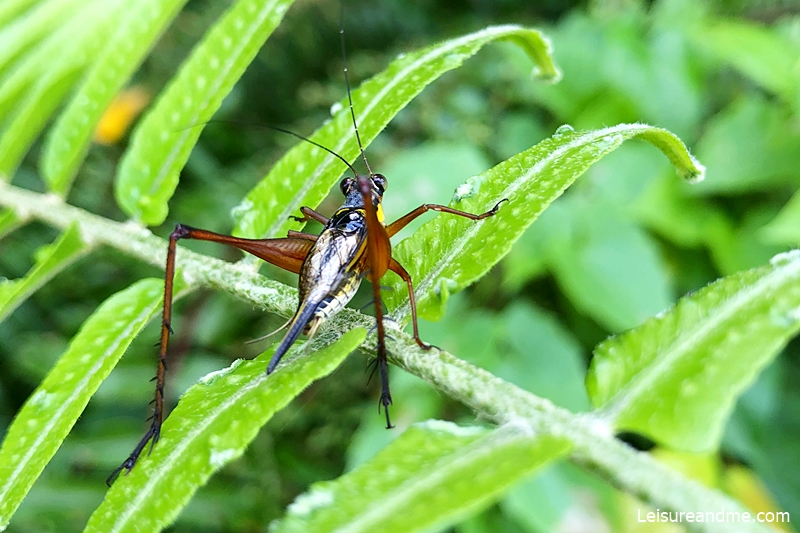 Ang-mo-kio-park-nature