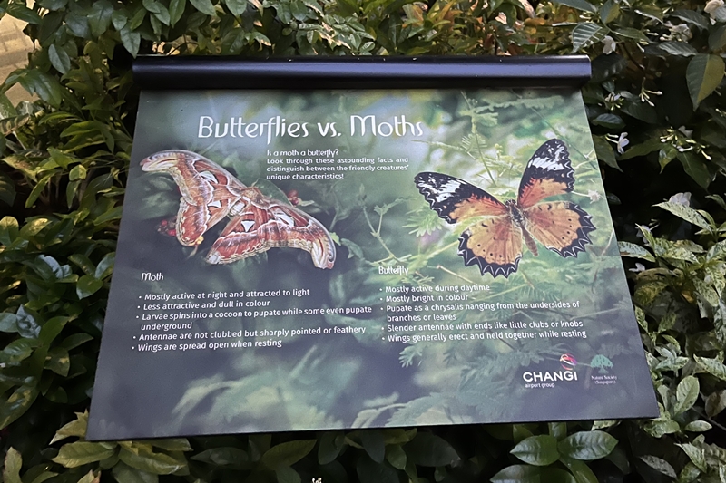 butterfly vs moth