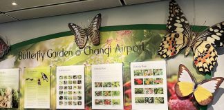 Changi Airport's Butterfly Garden