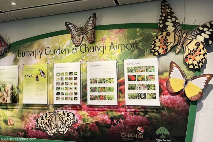 Changi Airport's Butterfly Garden