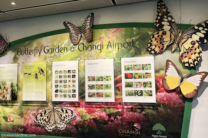 Butterfly Garden at Changi Airport, Singapore - Leisure and Me