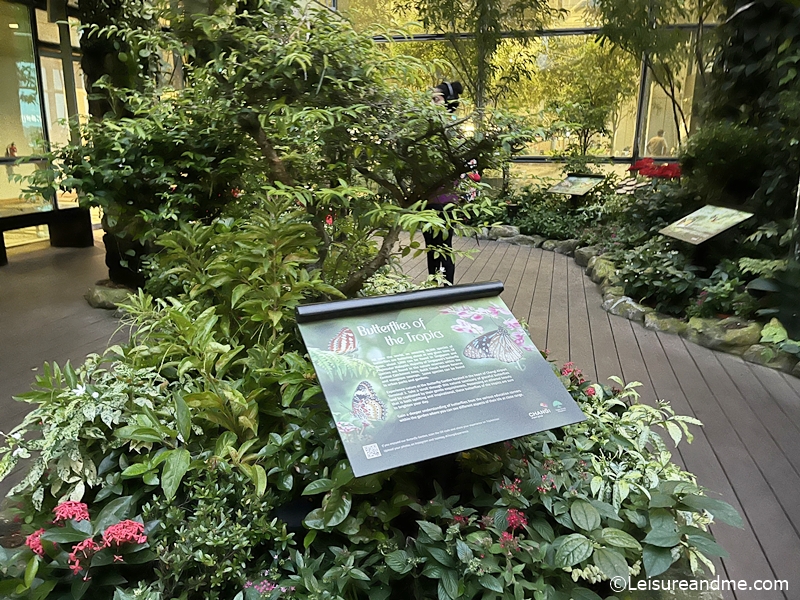 butterfly-garden-at-changi-airport