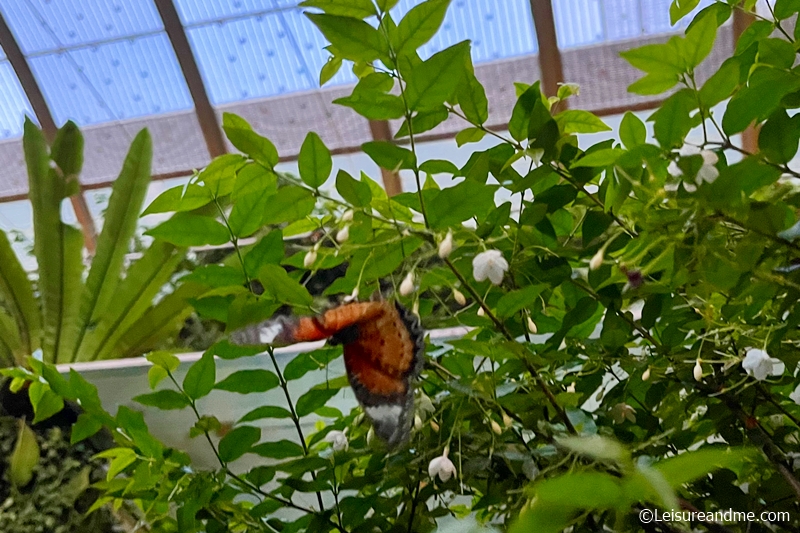 butterfly-garden-at-changi-airport