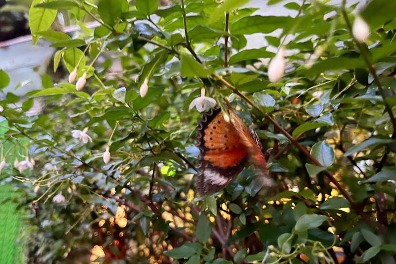 butterfly-garden-at-changi-airport