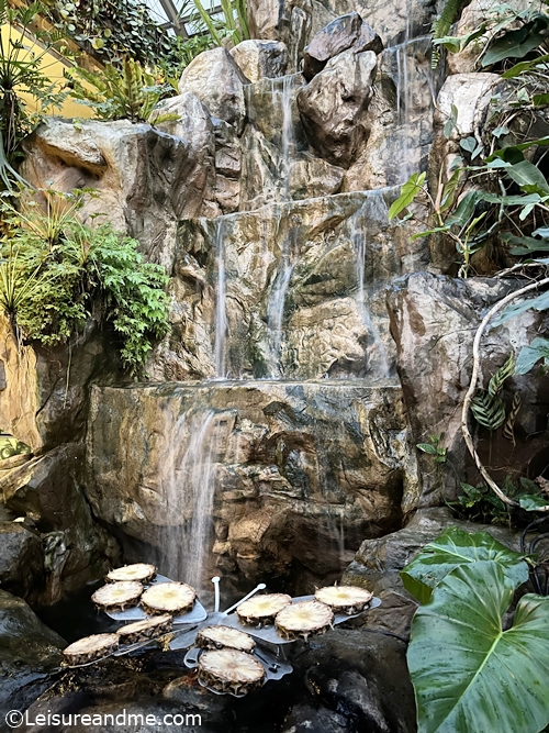 butterfly-garden-at-changi-airport