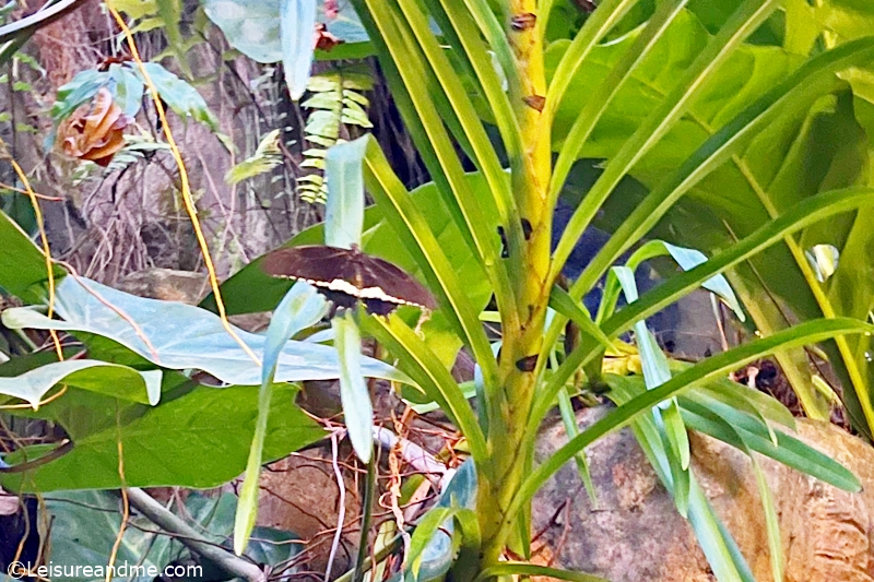 butterfly-garden-at-changi-airport