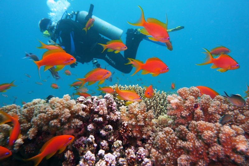 Coral Propagation in Nusa Lembongan