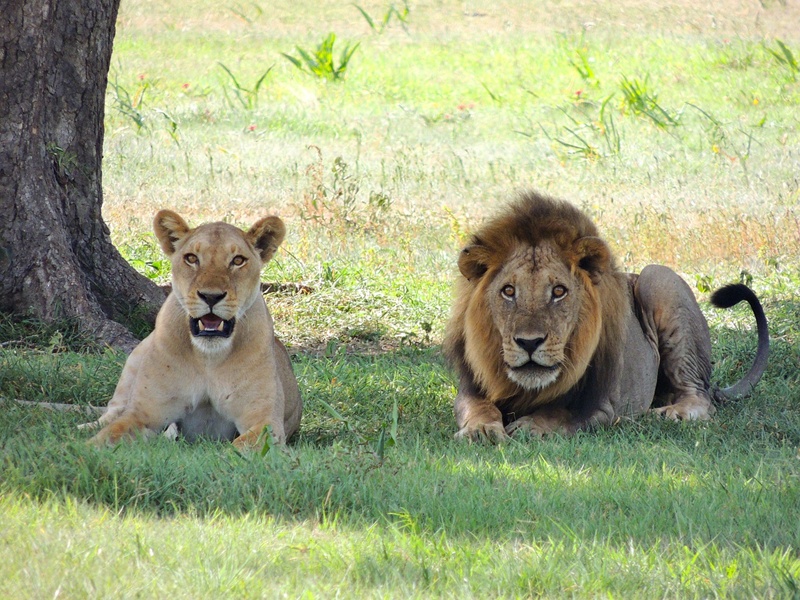 Planning Your Kenya Safari